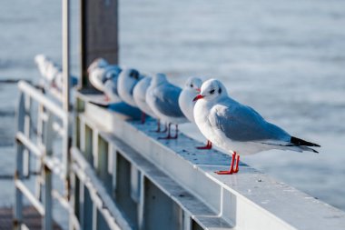 Nehir kuşlarında martı avı vahşi yaşam