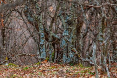 Yosun ve yosunla kaplı orman ağaçları.