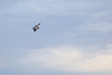 Vahşi yaşam kuşları, gökyüzünde uçan akbabalar