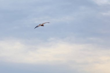 Vahşi yaşam kuşları, gökyüzünde uçan akbabalar