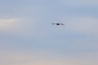 Vahşi yaşam kuşları, gökyüzünde uçan akbabalar