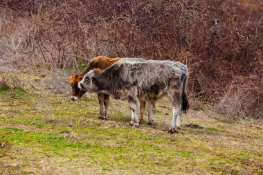 Kırsalda çayır üzerinde genç, şirin sığır etleri, çiftlik hayvanları.