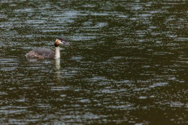 Great crested grebe in its natural habitat swimming in lake. water birds.