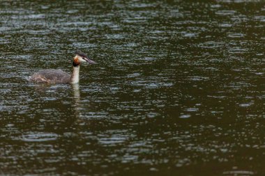 Great crested grebe in its natural habitat swimming in lake. water birds.