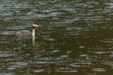 Great crested grebe in its natural habitat swimming in lake. water birds.
