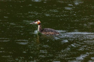 Great crested grebe in its natural habitat swimming in lake. water birds.