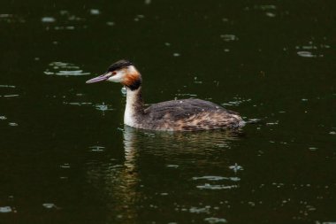 Great crested grebe in its natural habitat swimming in lake. water birds.