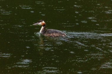 Great crested grebe in its natural habitat swimming in lake. water birds.
