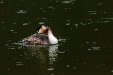 Great crested grebe in its natural habitat swimming in lake. water birds.