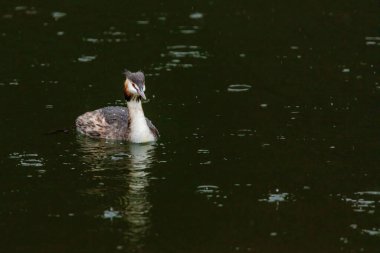 Great crested grebe in its natural habitat swimming in lake. water birds.