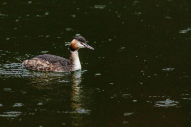 Great crested grebe in its natural habitat swimming in lake. water birds.
