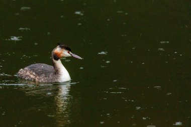 Great crested grebe in its natural habitat swimming in lake. water birds.