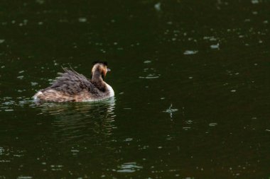 Great crested grebe in its natural habitat swimming in lake. water birds.
