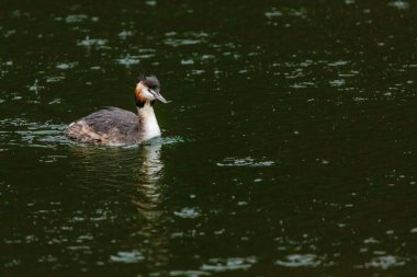 Great crested grebe in its natural habitat swimming in lake. water birds.