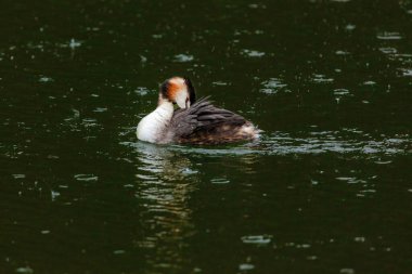 Great crested grebe in its natural habitat swimming in lake. water birds.
