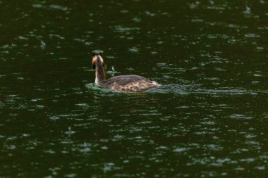 Great crested grebe in its natural habitat swimming in lake. water birds.