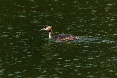 Great crested grebe in its natural habitat swimming in lake. water birds.