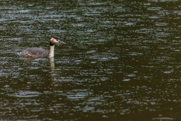 Great crested grebe in its natural habitat swimming in lake. water birds.