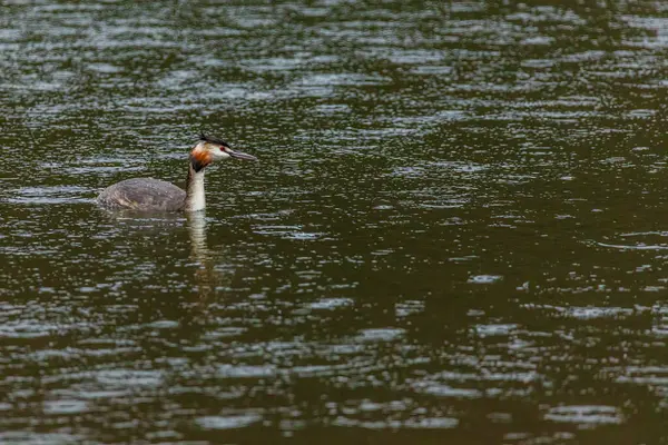 Great crested grebe in its natural habitat swimming in lake. water birds.