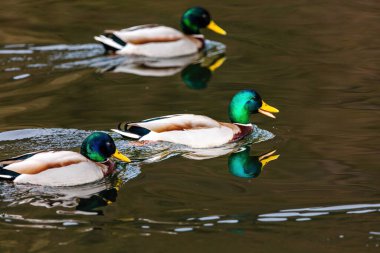 Vahşi ördek gölde yüzüyor. su kuşları