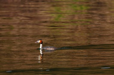 Vahşi ördek gölde yüzüyor. su kuşları