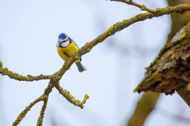 The great tit (Parus major). Wildlife scene from nature.