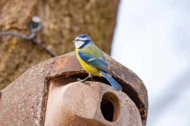 The great tit (Parus major). Wildlife scene from nature.