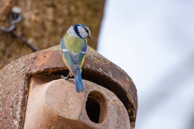 The great tit (Parus major). Wildlife scene from nature.
