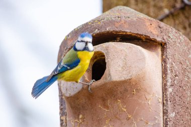 The great tit (Parus major). Wildlife scene from nature.