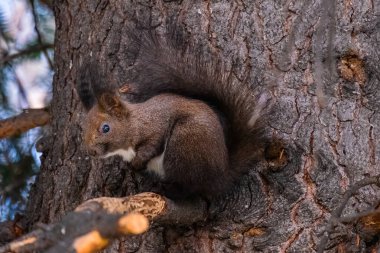 Parktaki ağaçtaki sevimli genç sincap portresi.