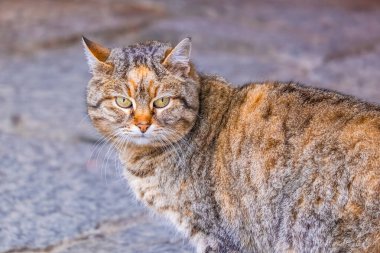 Sokak Kedisi, yakın portre, vahşi yaşam hayvanları, şehir kedisi