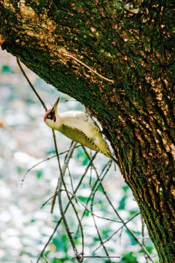 Avrupa 'nın yeşil ağaçkakanı bir ağaca tünemektedir (Picus Viridis)