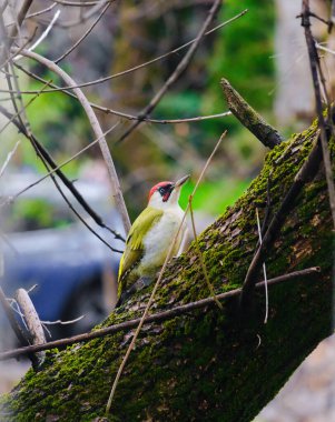 Avrupa 'nın yeşil ağaçkakanı bir ağaca tünemektedir (Picus Viridis)