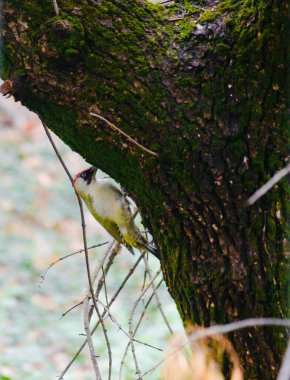 Avrupa 'nın yeşil ağaçkakanı bir ağaca tünemektedir (Picus Viridis)