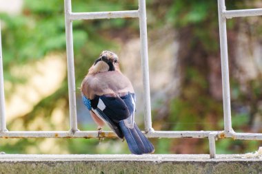 Avrasyalı Jay 'in yakın çekimi, vahşi doğadaki kuşlar.