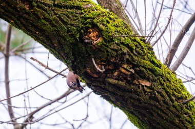 Avrasyalı Jay 'in yakın çekimi, vahşi doğadaki kuşlar.