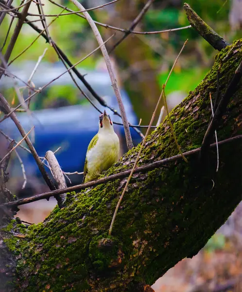 Avrupa 'nın yeşil ağaçkakanı bir ağaca tünemektedir (Picus Viridis)