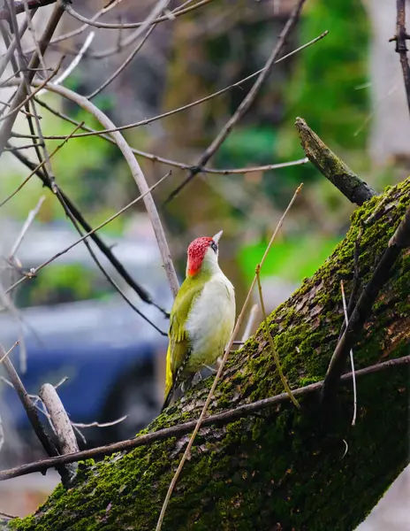 Avrupa 'nın yeşil ağaçkakanı bir ağaca tünemektedir (Picus Viridis)