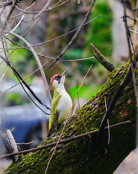 Avrupa 'nın yeşil ağaçkakanı bir ağaca tünemektedir (Picus Viridis)