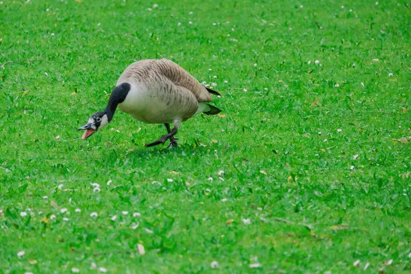 wild goose stands on a green meadow in springtime. wildlife