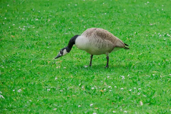 wild goose stands on a green meadow in springtime. wildlife