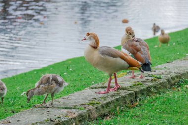 Genç vahşi ördeklerin ailesi parkta çimlerin üzerinde