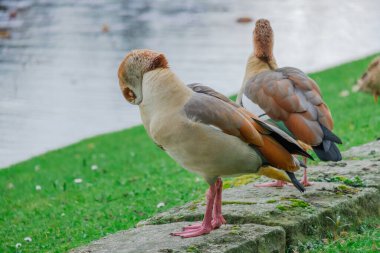 Genç vahşi ördeklerin ailesi parkta çimlerin üzerinde