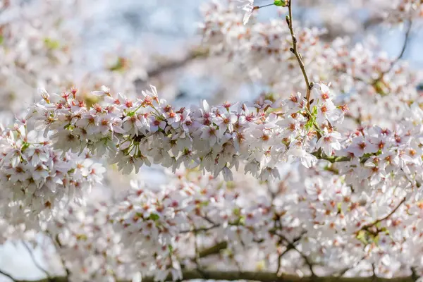 Blossoming Tree Spring Spring Time Nature Blooming Tree — Stock Fotó