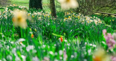 Bahçede güzel çiçekler, buket, botanik