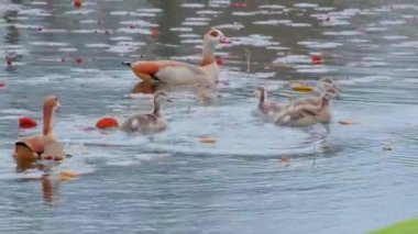 Vahşi ördek gölde yüzüyor. Parktaki su kuşları