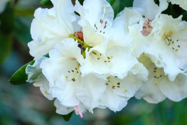 Bahçede güzel çiçekler, buket, botanik