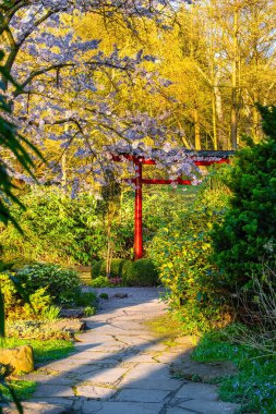 Blossoming Tree in Spring. Spring time in nature with blooming tree