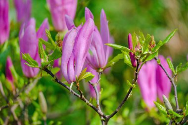 Blossoming Tree in Spring. Spring time in nature with blooming tree