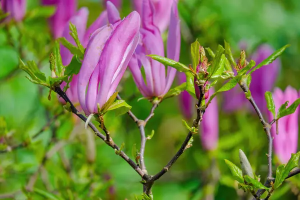 Blossoming Tree in Spring. Spring time in nature with blooming tree